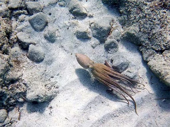 baby octopus